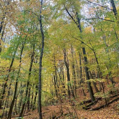 Monatswanderung Oktober der Wanderfreunde Naumburg