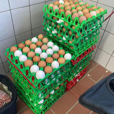 „Ruff un Runner“ 2024 